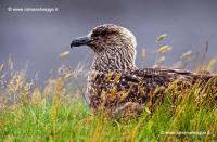 Skua 74-26-09